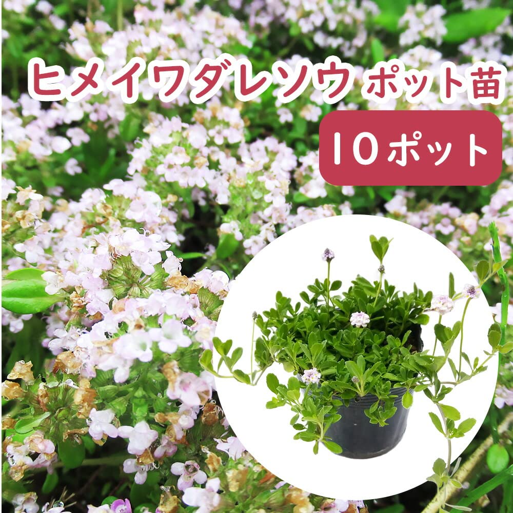 ヒメイワダレソウ　白色　140鉢　7.5cmポット Amazon.co.jp: 「 ヒメイワダレソウ 10ポット 」苗 9cmポット 姫